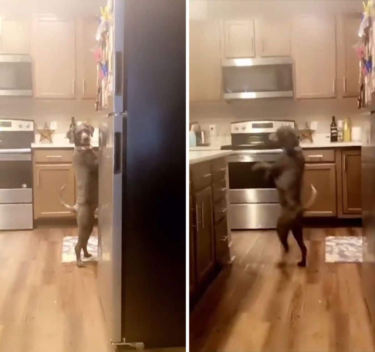 2 photos of a grey dog walking on its hind legs in a kitchen