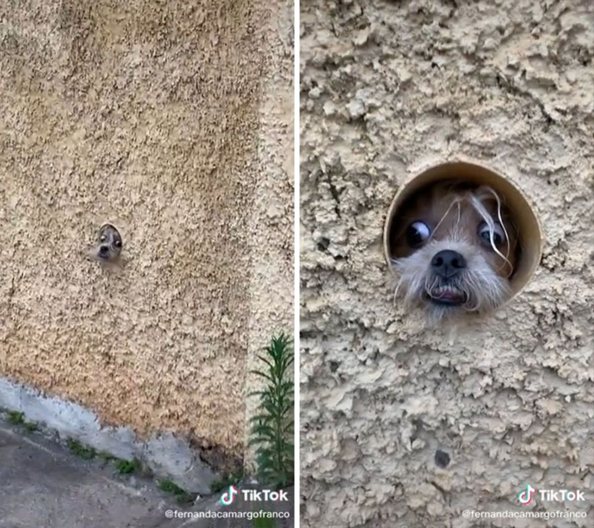 2 photos of a small brown and white fluffy dog sticking its head through a pipe in a brown wall