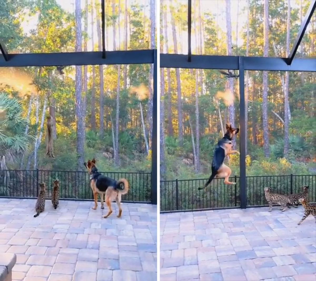 2 photos of a german shepherd and 2 bengal cats watching a cat jumping in the first photo and the dog jumping up in the second photo