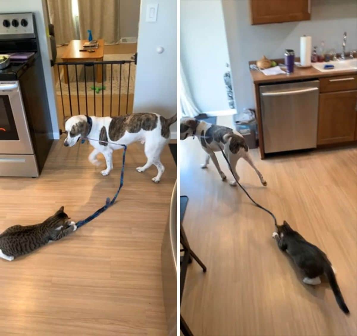 2 photos of a brown and white dog carrying about a long cat toy with a brown and white tabby playing with it