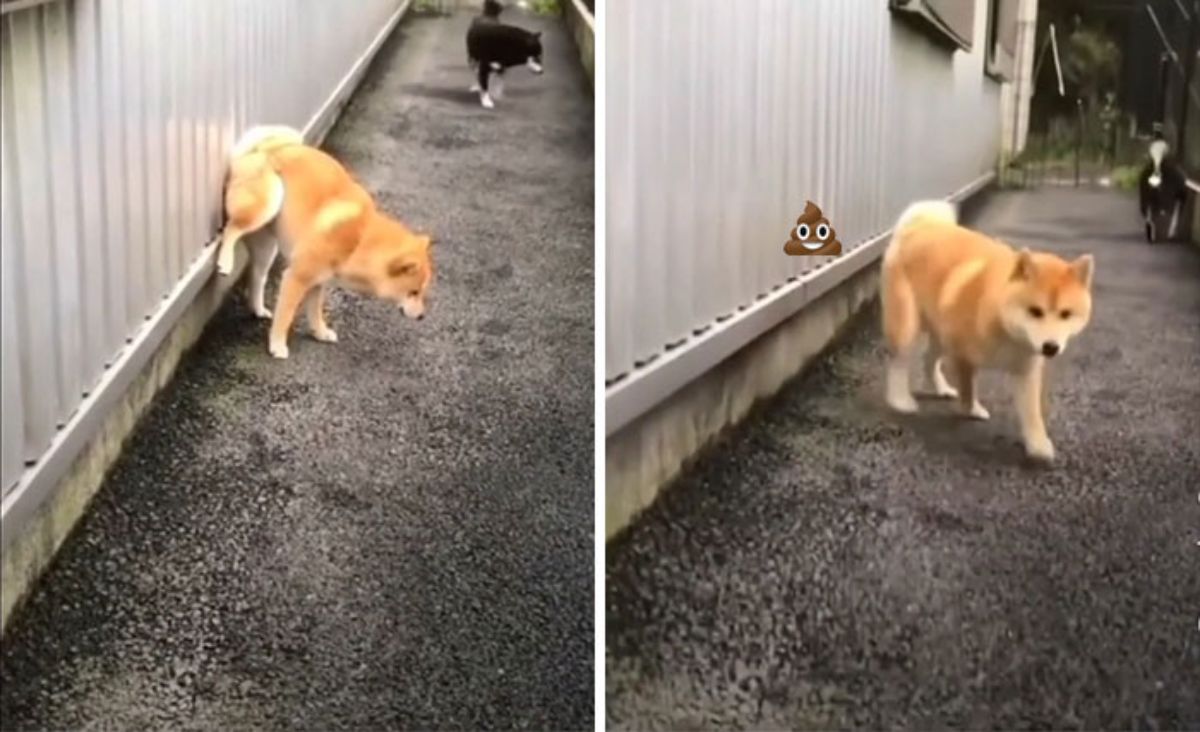 2 photos of a brown dog pooping against a metal wall
