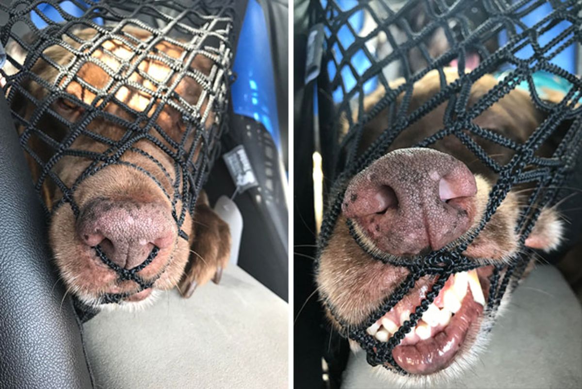 2 photos of a brown dog pushing its face through a black net between the front and back seat