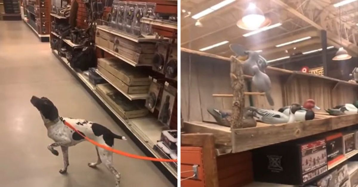 2 photos of a black and white dog on an orange leash standing with one front leg bent up pointing at a wooden bird on a shelf