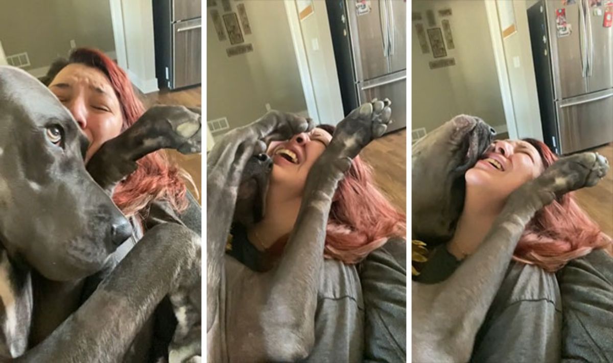 3 photos of a grey great dane laying on a woman on a sofa