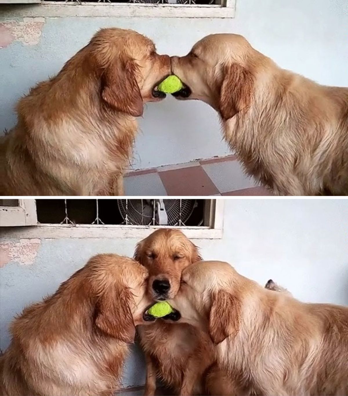 2 wet golden retrievers holding a tennis ball together in the first photo and in the second photo a third golden retriever has placed its snout on the other two dogs' snouts