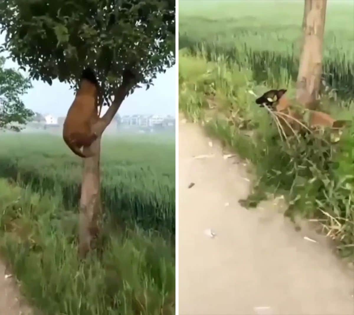 brown and black dog up in a tree in the first photo and then on the ground next to the tree in the second photo