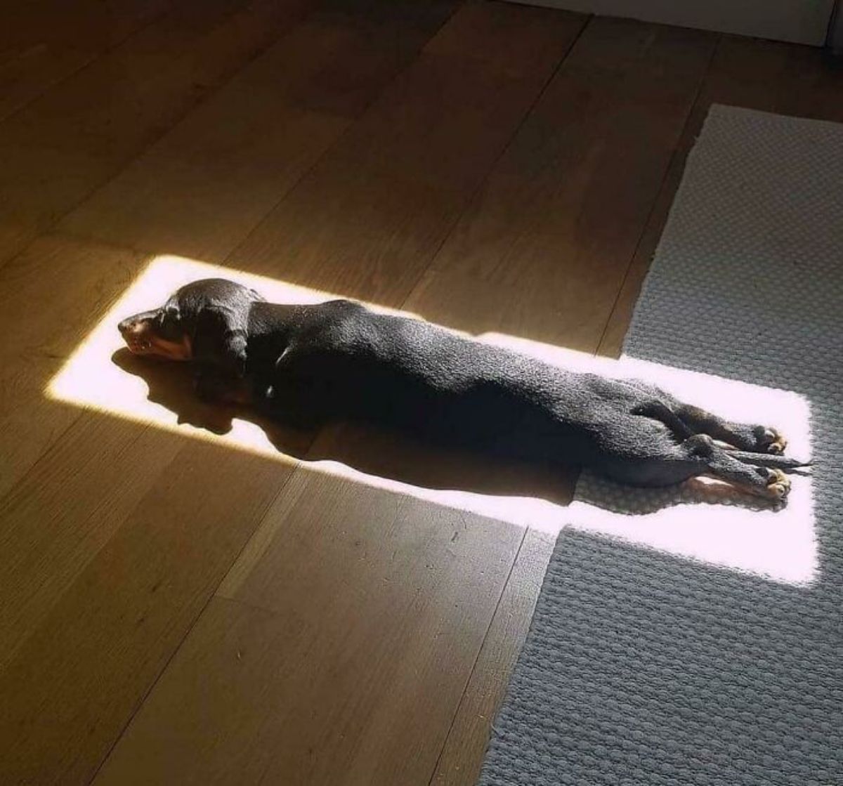 black dachshund laying stretched out with back legs reaching back laying on a wooden floor in a rectangular block of sunlight