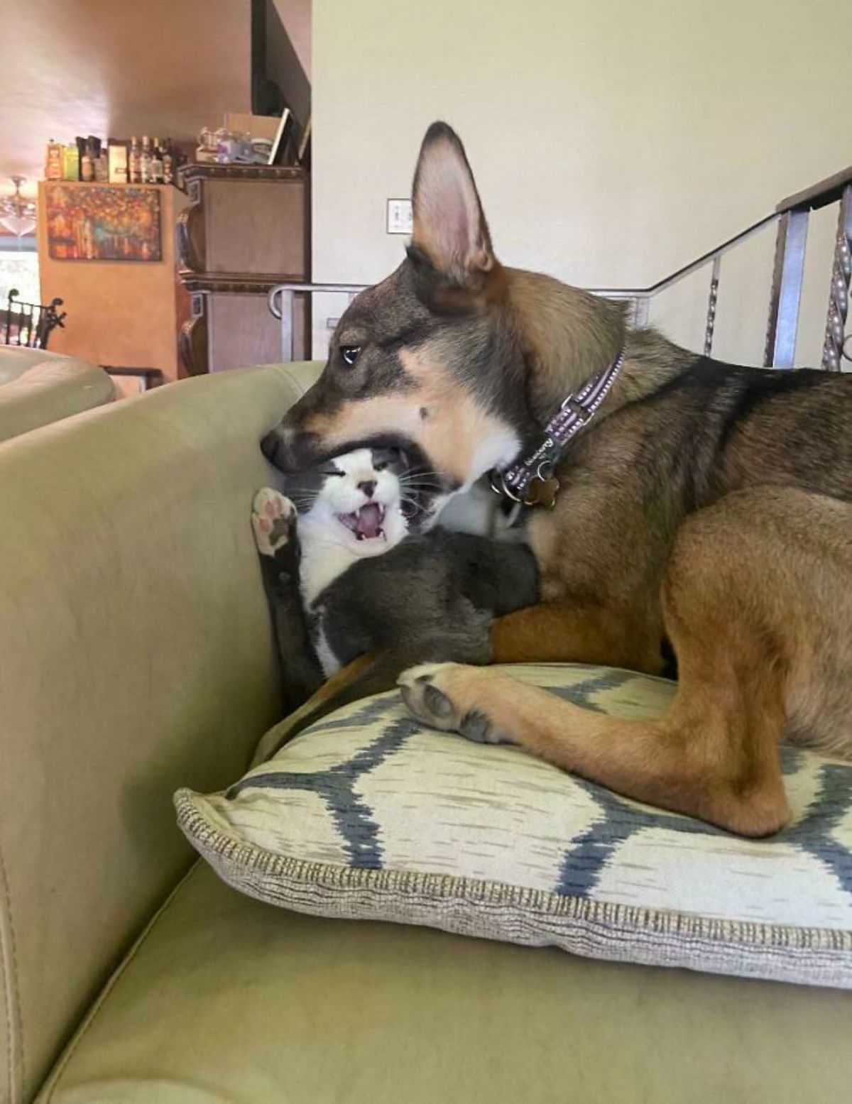 black and brown dog and grey and white cat laying on a couch cushion on a green couch and the dog is putting the cat's head in its mouth and the cat is screaming
