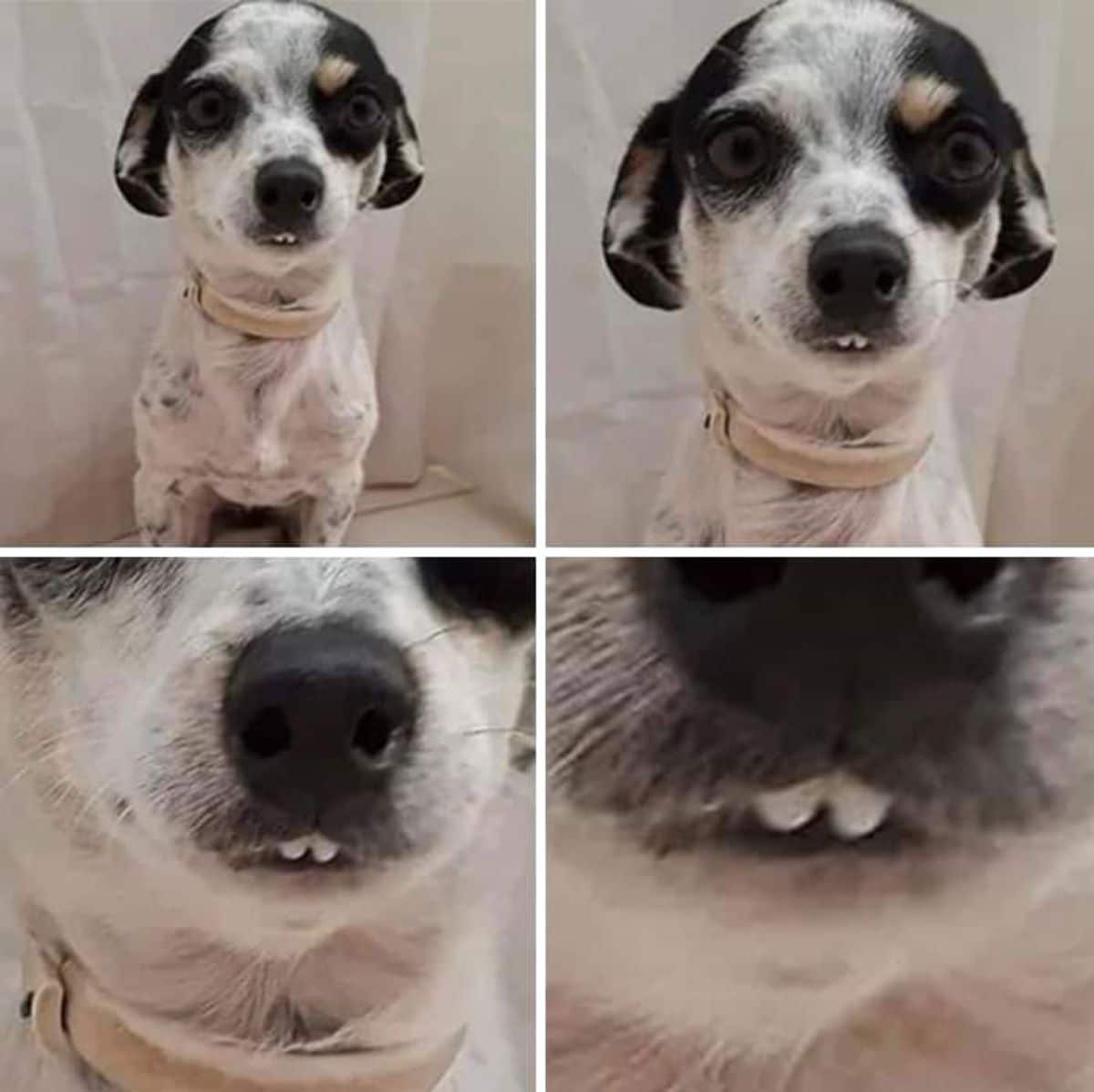 4 photos of a black and white dog and each photo zooming into the tiny buck teeth