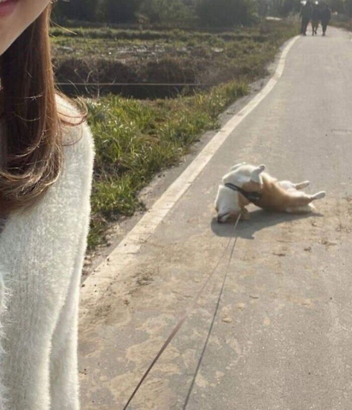 brown and white corgi on the road on a leash laying belly up with its back arched