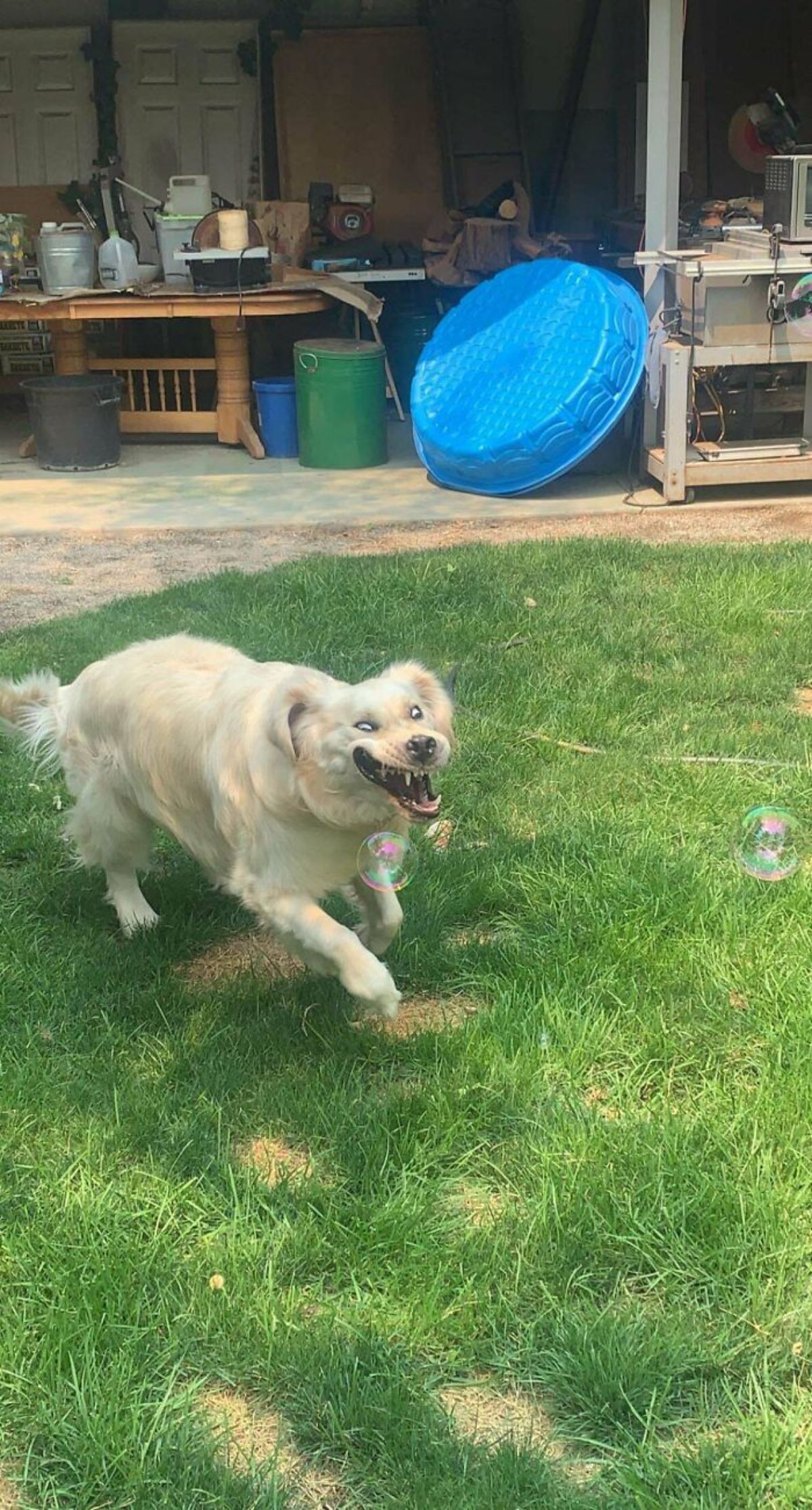golden retriever running on grass next to a soap bubble with the jowls moved up showing the teeth