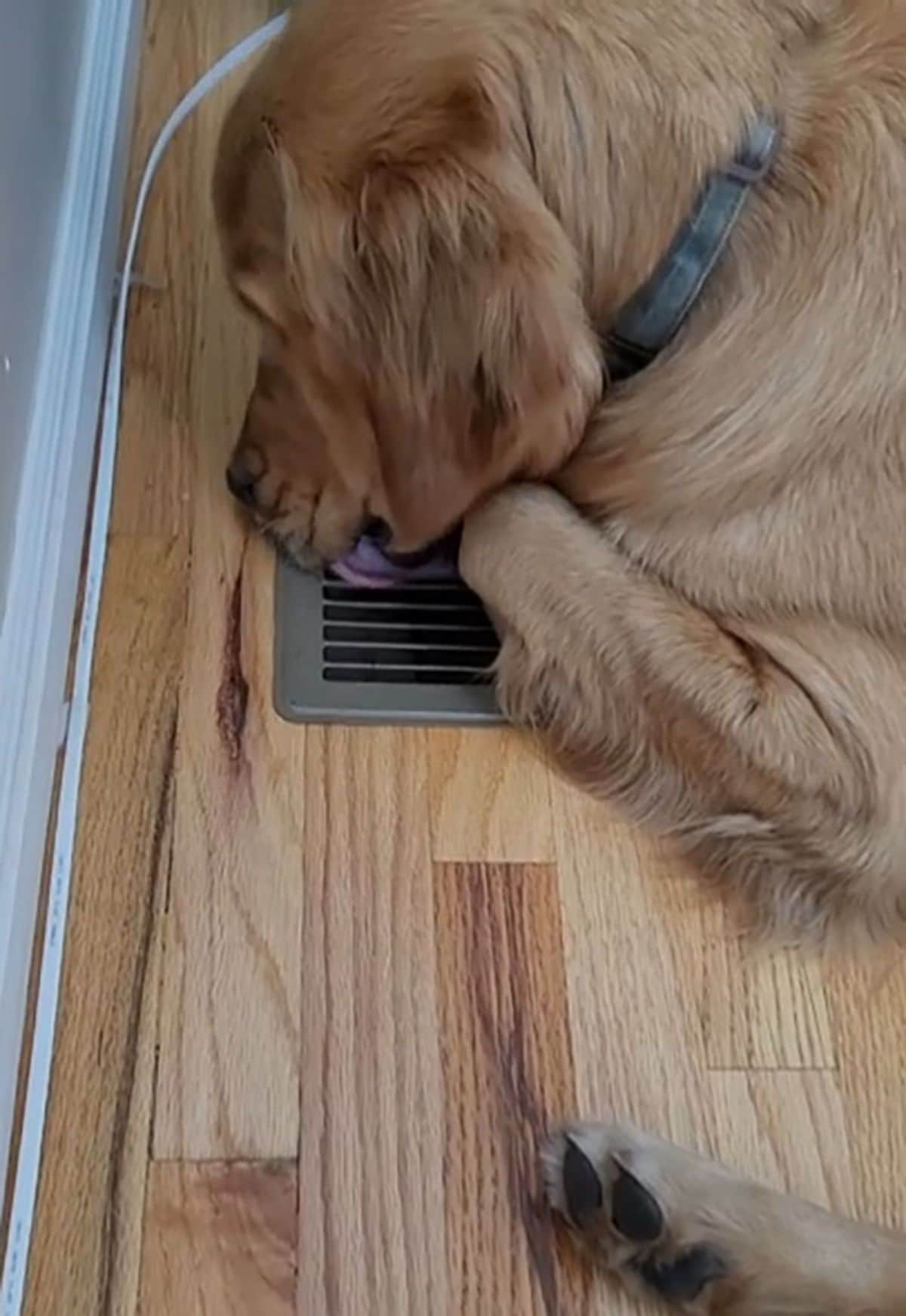 golden retriever laying on the floor and licking a heating vent