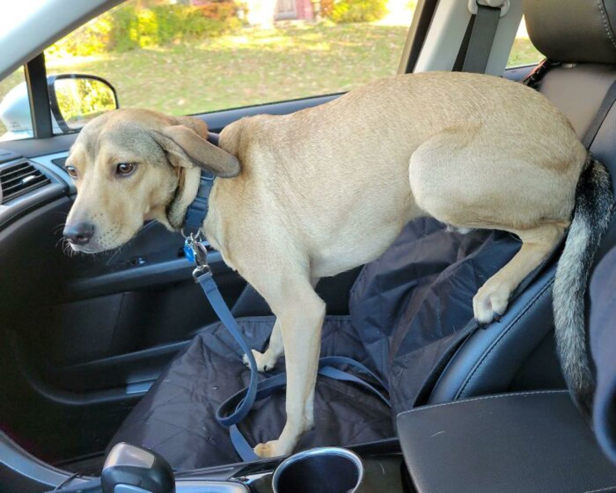 light brown dog on a car's passenger seat with the back legs placed on the backrest