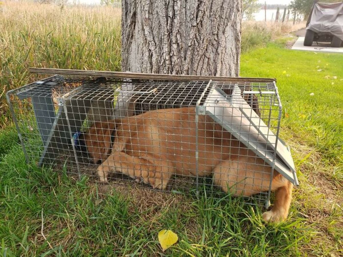 large brown dog inside a racoon trap under a tree