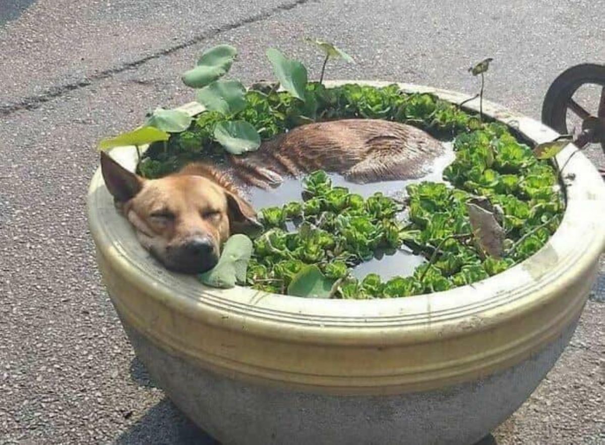 brown dog sleeping in a large concrete pot with water and plants in it