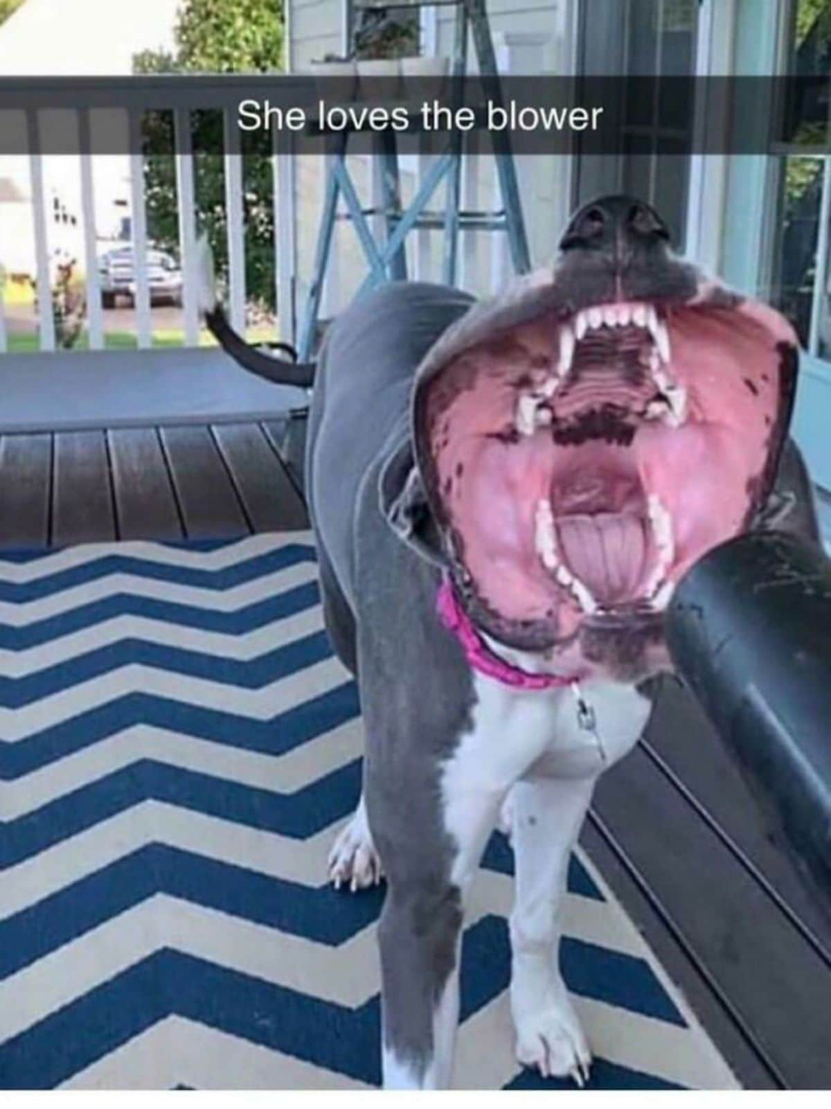grey and white dog with its jowls pushed back because of the wind from a blower with a caption saying she loves the blower