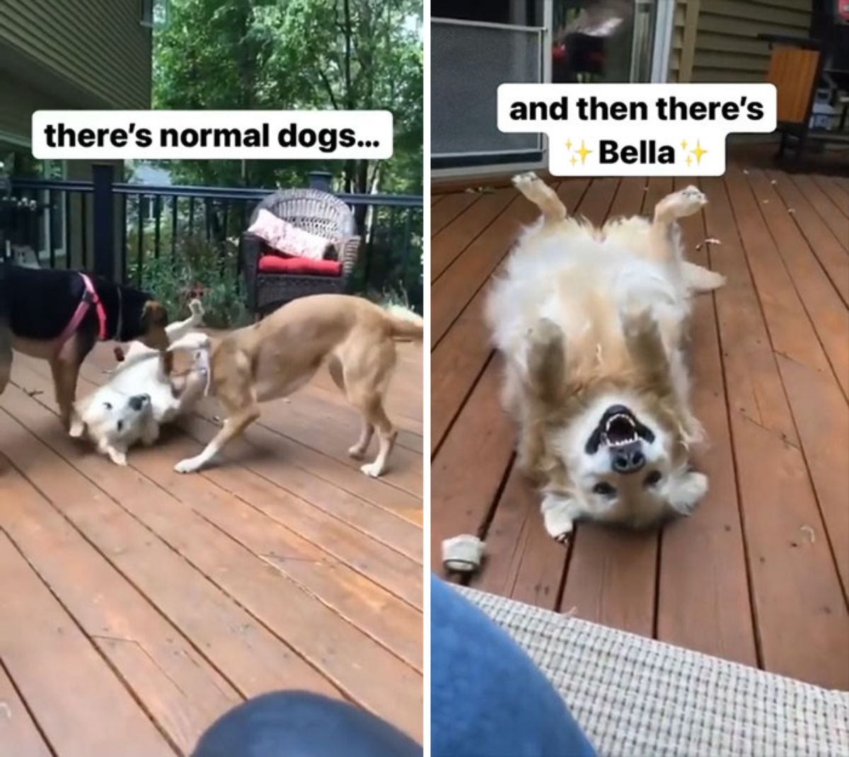 in the first photo a brown and white dog is belly up with a brwon dog and black and brown dog and in the second photo the brown and white dog is laying belly up