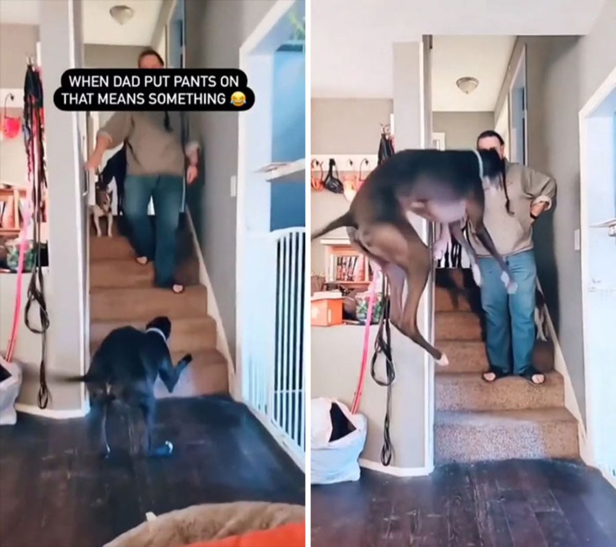 large brown and black dog at the bottom of stairs jumping up in front of a man and a brown and white dog coming down the stairs