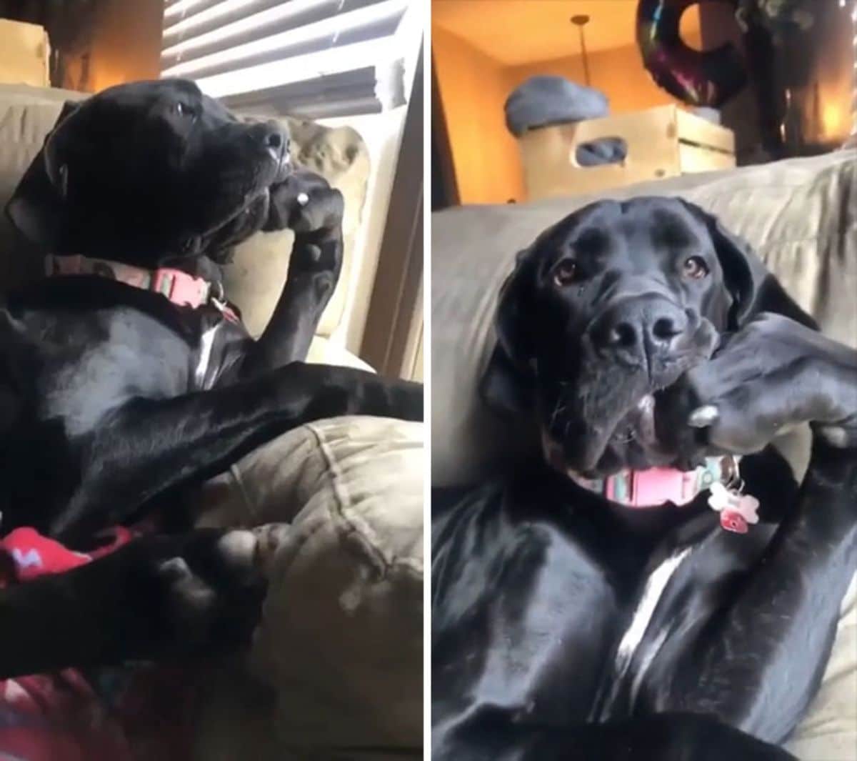 black labrador retreiever sitting on a grey sofa with one front paw in its mouth