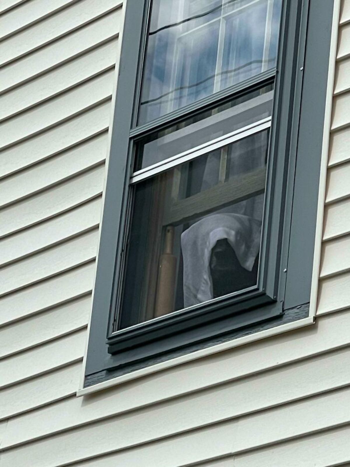dog looking out a window with a white window covering the face except for the snout