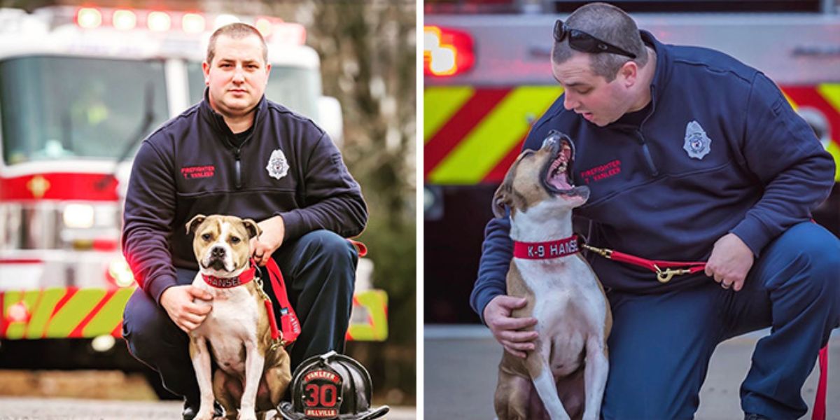 2 photos of a brown and white pitbull sitting with a male firefighter