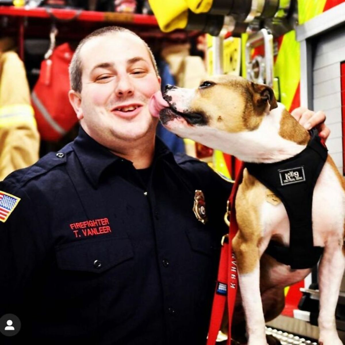 brown and white pitbull wearing a black harness licking a male firefighter