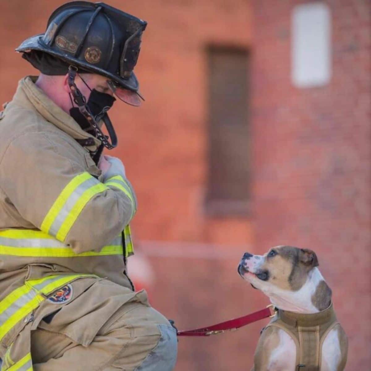 brown and white pit bull wearing a brown harness and red leash next to a male firefighter