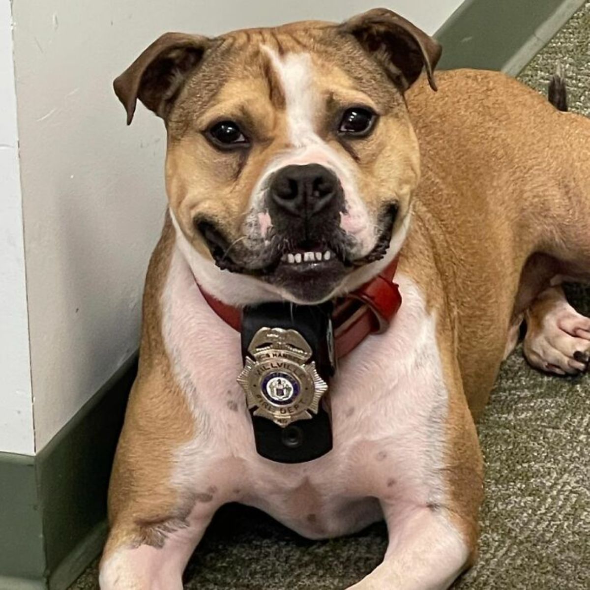 brown and white pit bull laying on the floor wearing a police badge around the neck