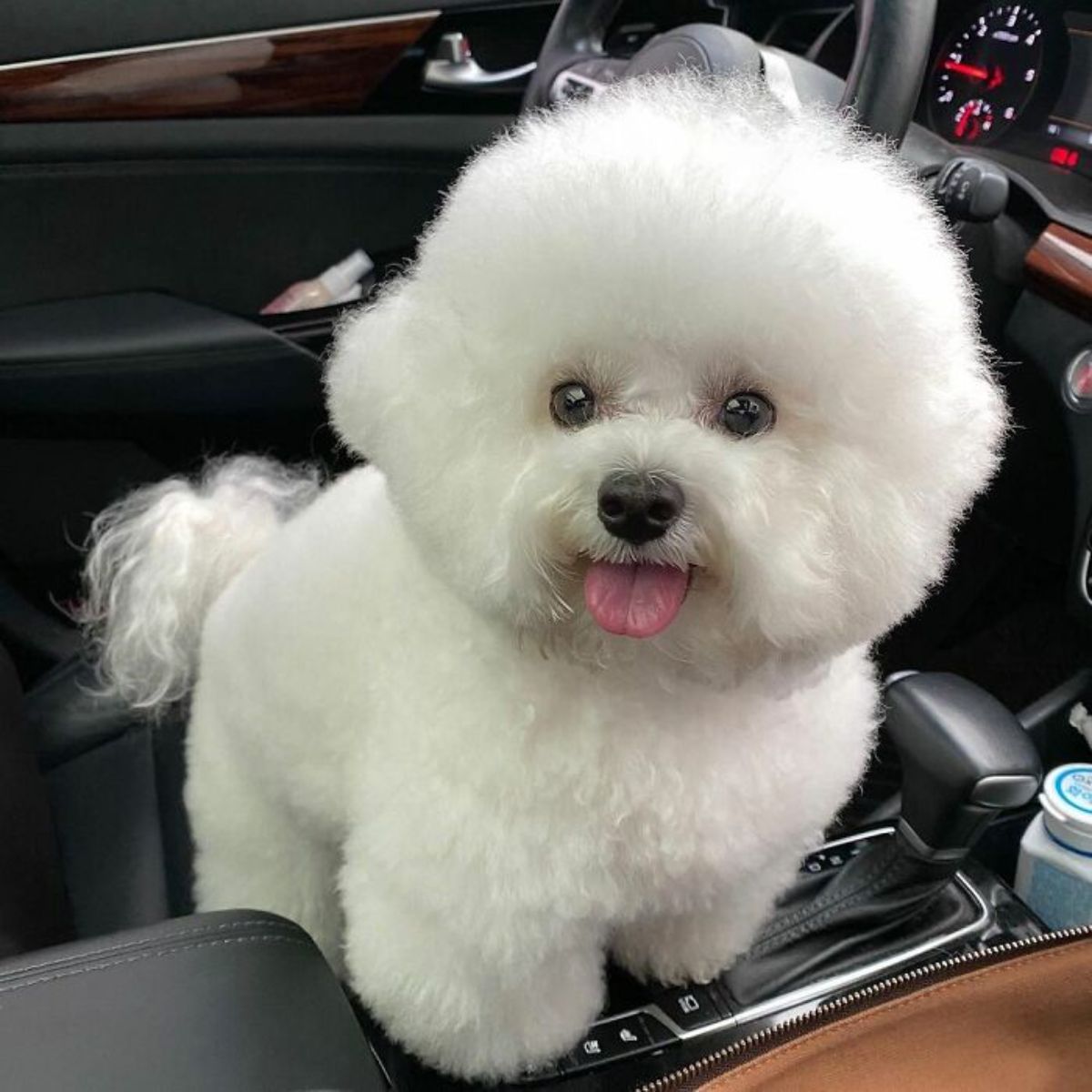small fluffy white dog standing on the gears of a vehicle