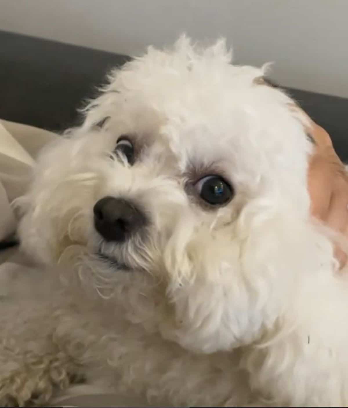 small fluffy white dog getting its head petted