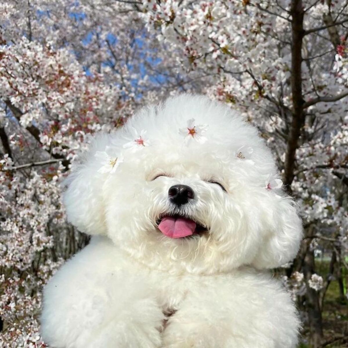 small fluffy white dog with small white and pink flowers around the face with a backgroundo f blossoming pink and white flowers