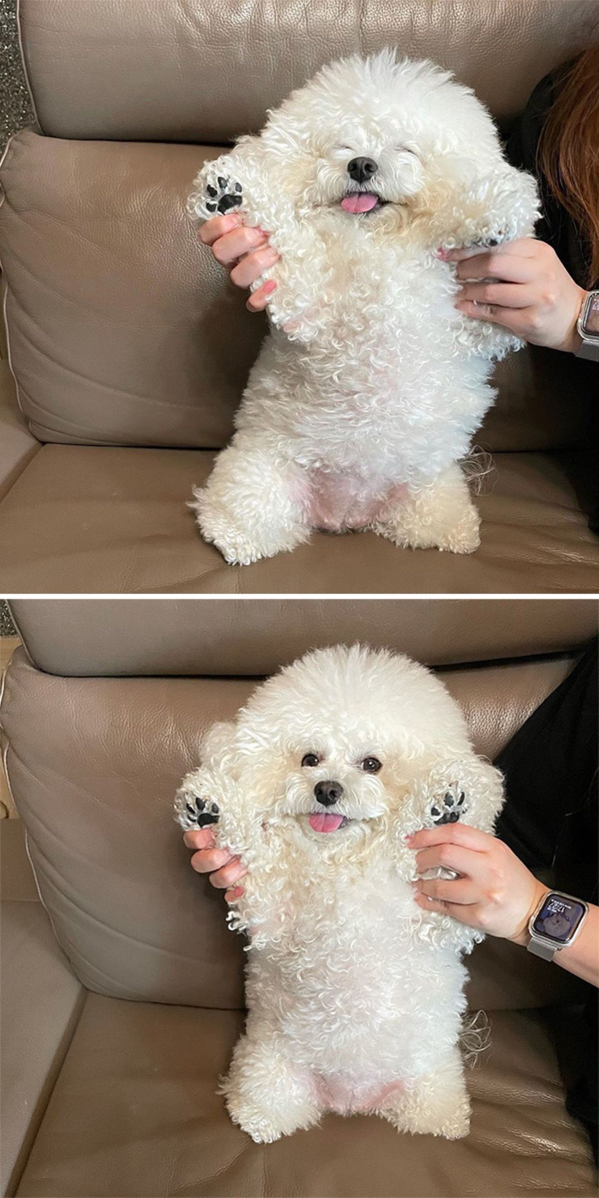 2 photos of a small fluffy white dog being held up by front paws to stand on a brown sofa
