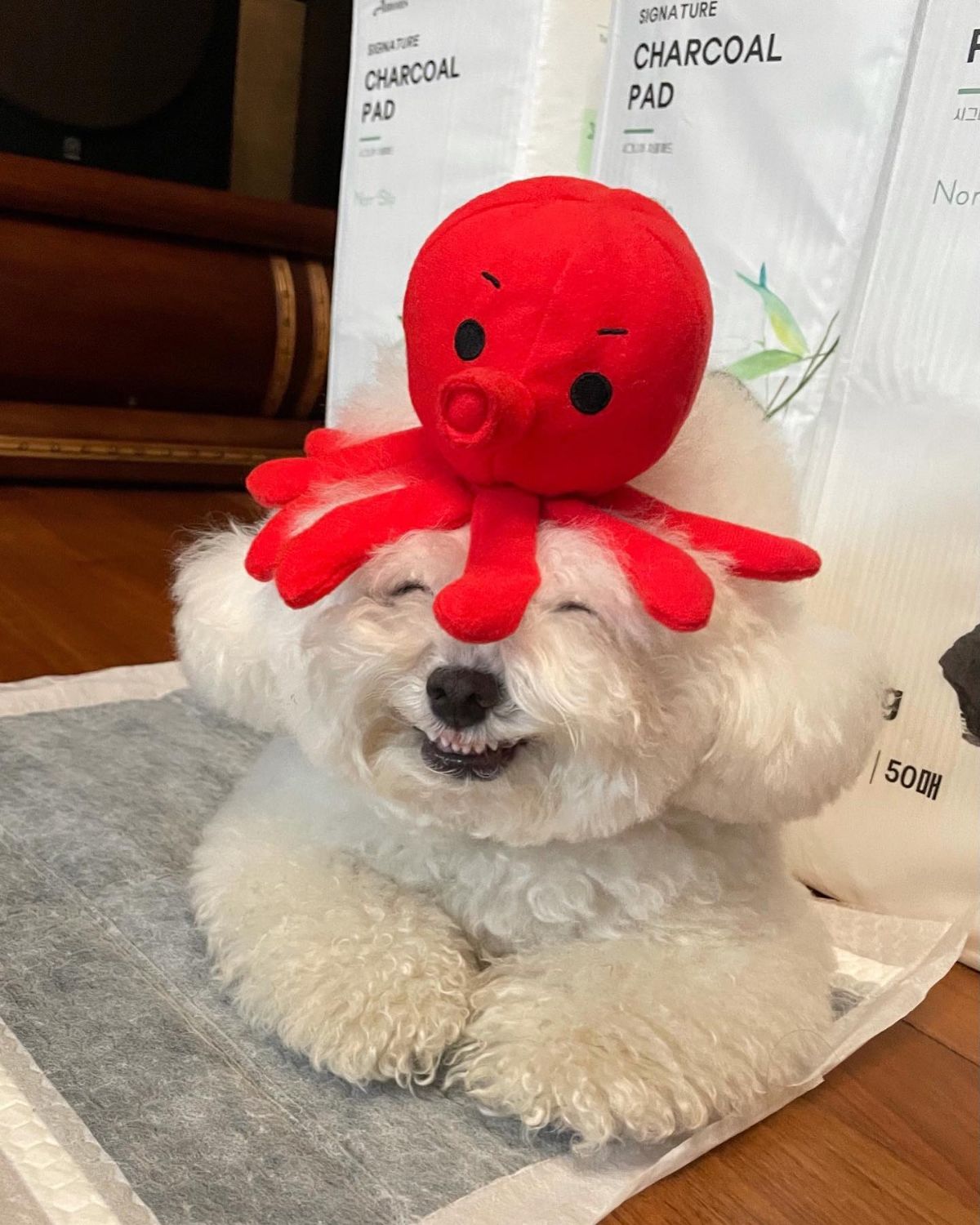 small fluffy white dog laying on a white and grey pad with a red octopus stuffed toy on its head