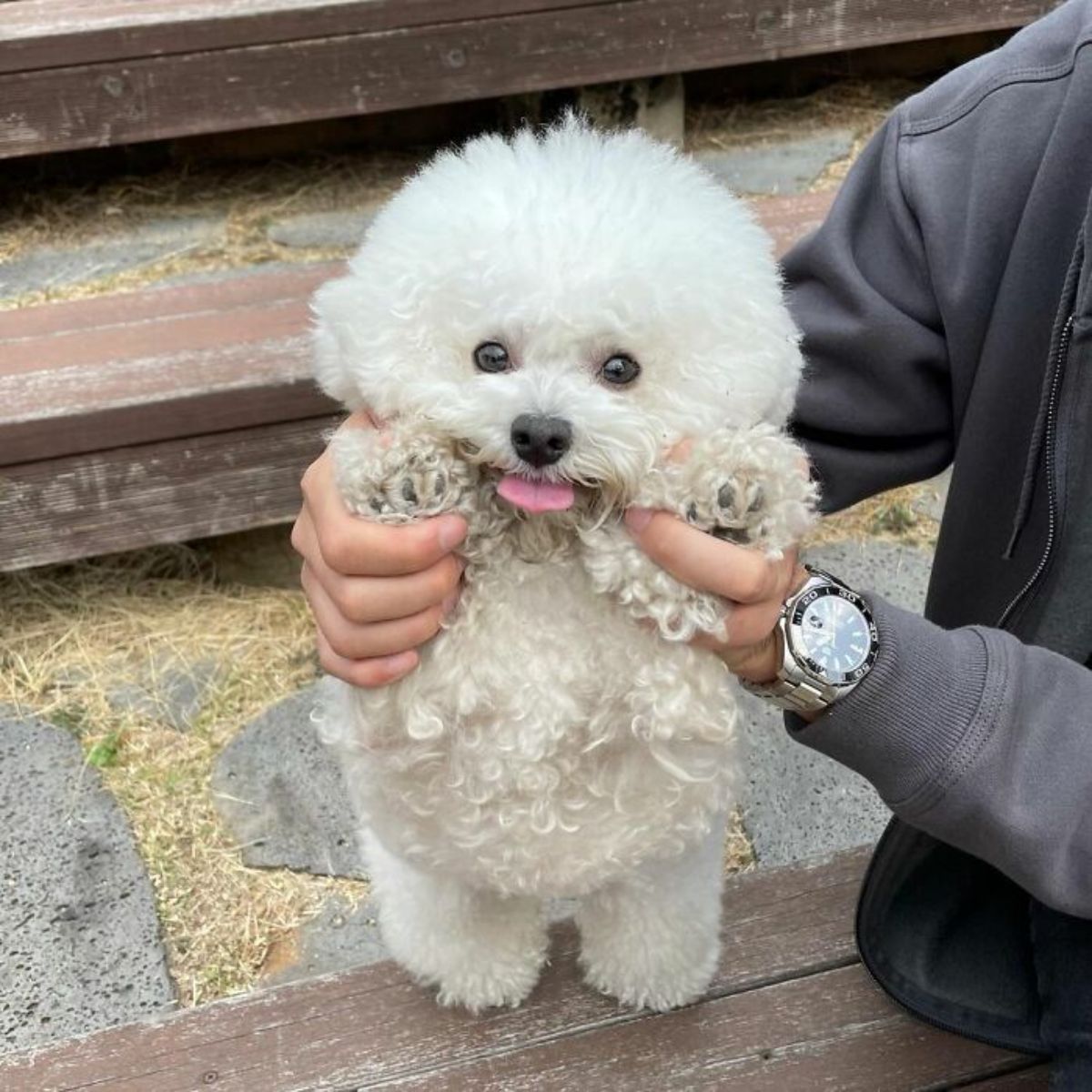 small fluffy white dog with the tongue out being held up by front paws to stand on the ground