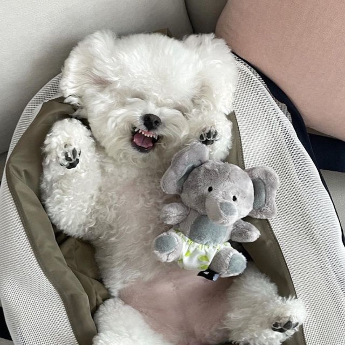 small fluffy white dog laying belly up in a white and grey dog bed with a grey elephant stuffed toy