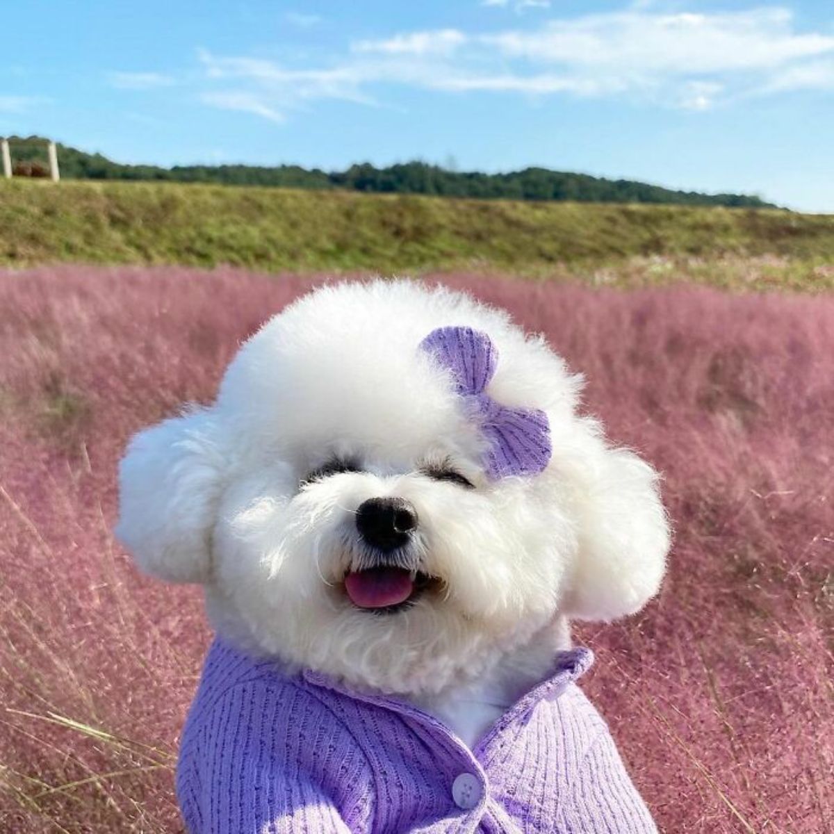 small fluffy white dog wearing a purple shirt and a purple bow over the left eye in front of a lavender field
