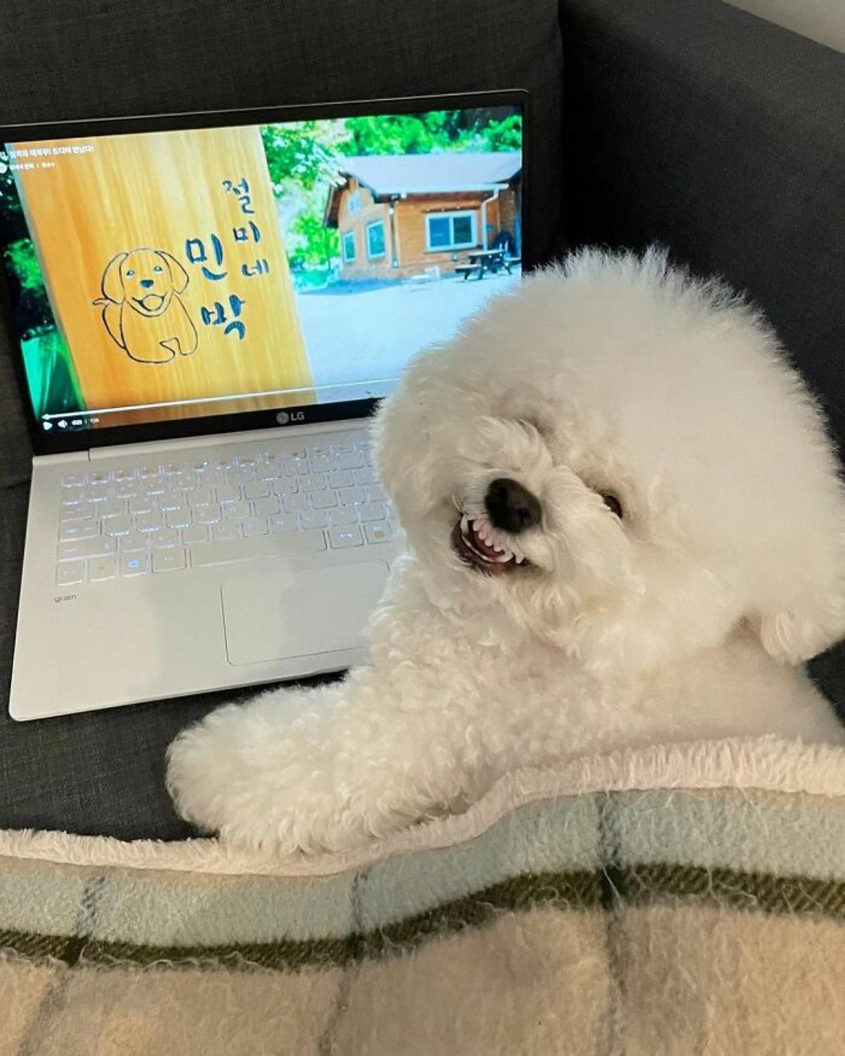 small fluffy white dog growling under a green and white blanket in front of a laptop with a video on
