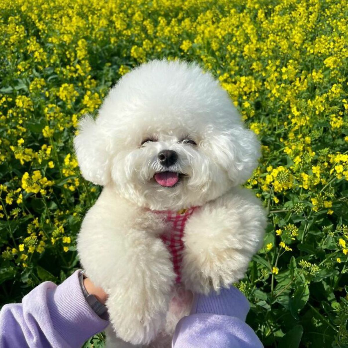 small fluffy white dog wearing red and white shirt being held up in a field of yellow flowers