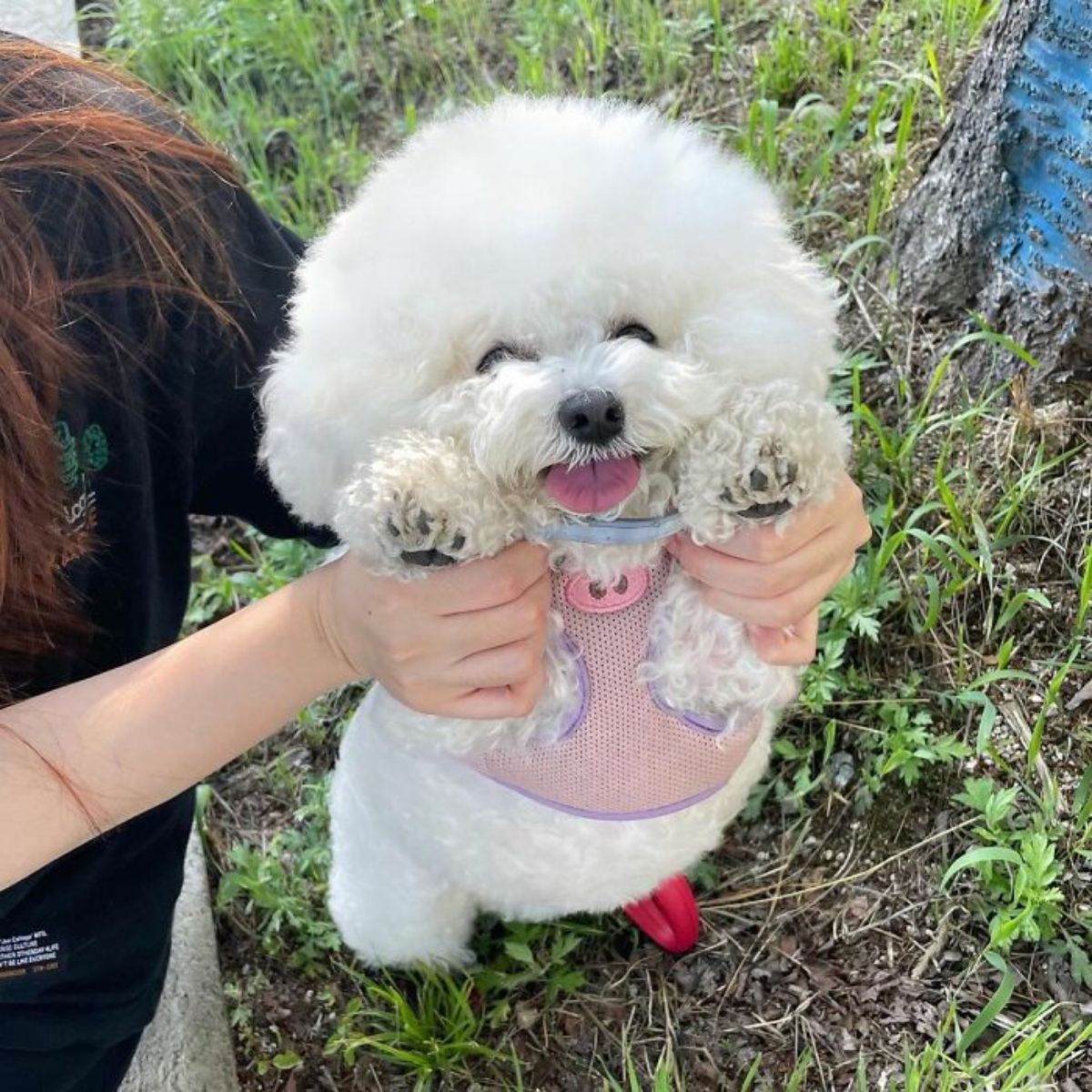 small fluffy white dog with the tongue out being held up by front paws to stand on grass wearing a pink and purple harness