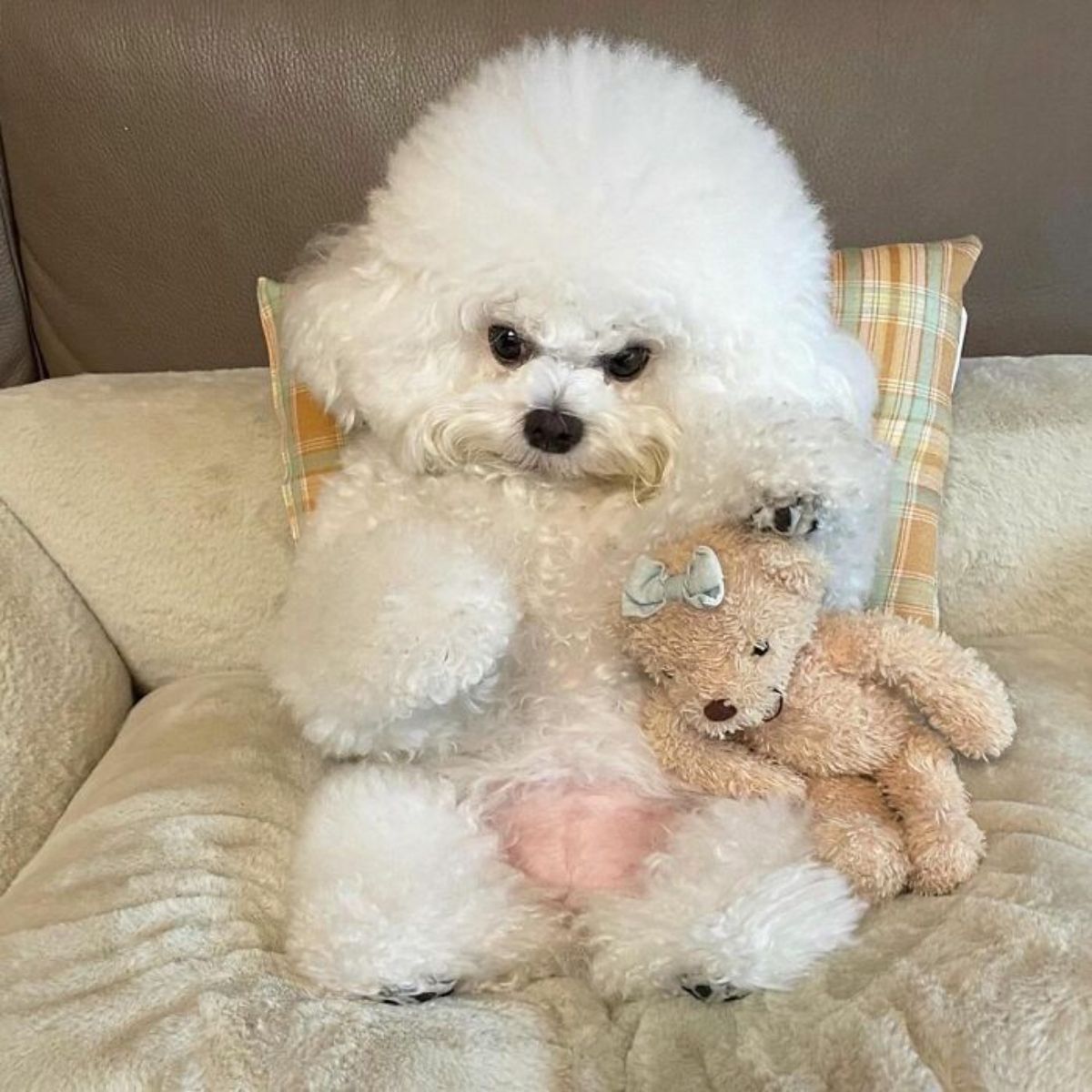 small fluffy white dog laying back against a cushion on a beige dog bed cuddling a brown teddy bear and looking angry