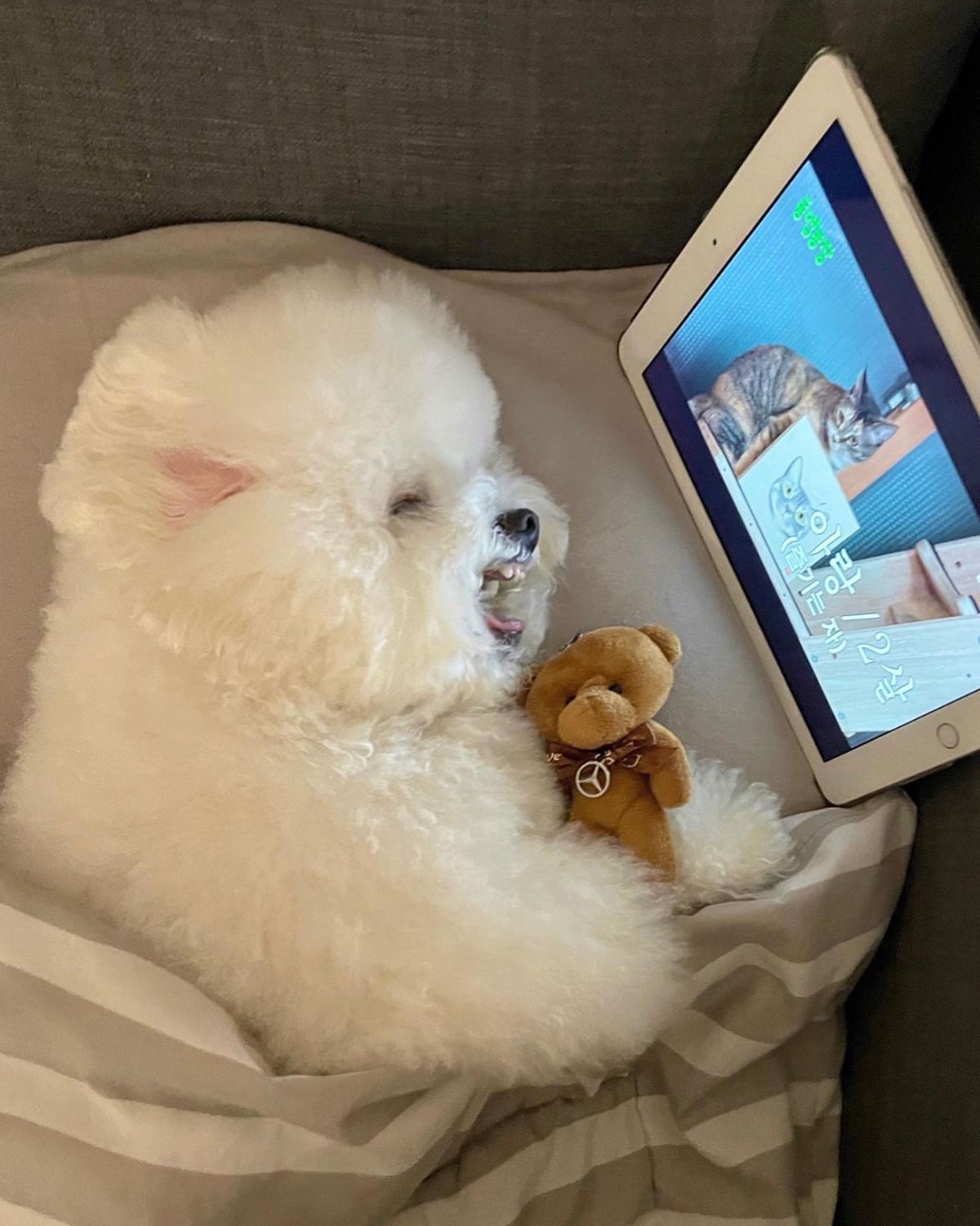 small fluffy white puppy laying sideways on a brown sofa under a brown & white blanket with a brown teddy bear growling at a cat on white ipad