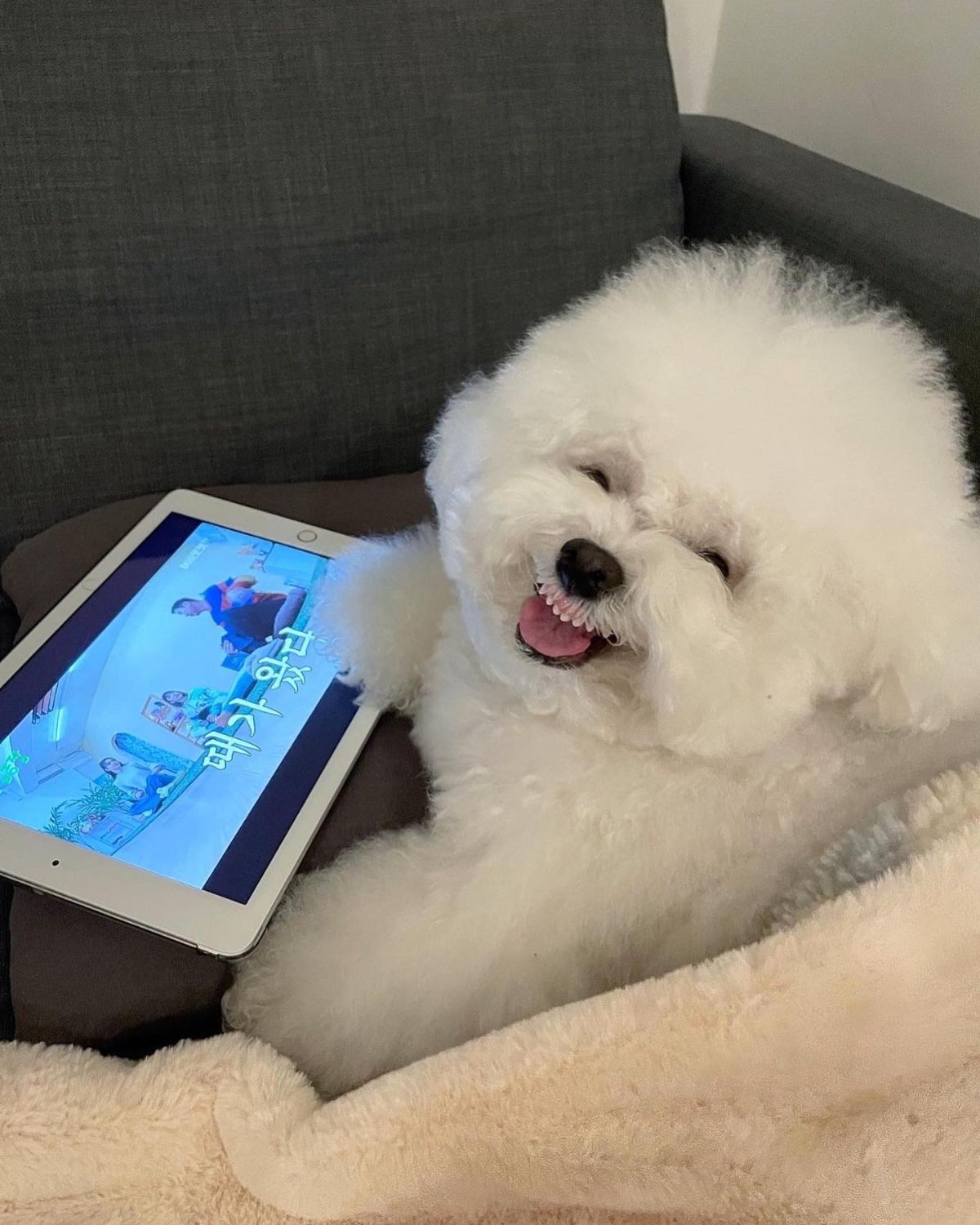 small fluffy white dog laying on a black sofa under a fluffy white blanket smiling up at the camera with a white ipad under one paw