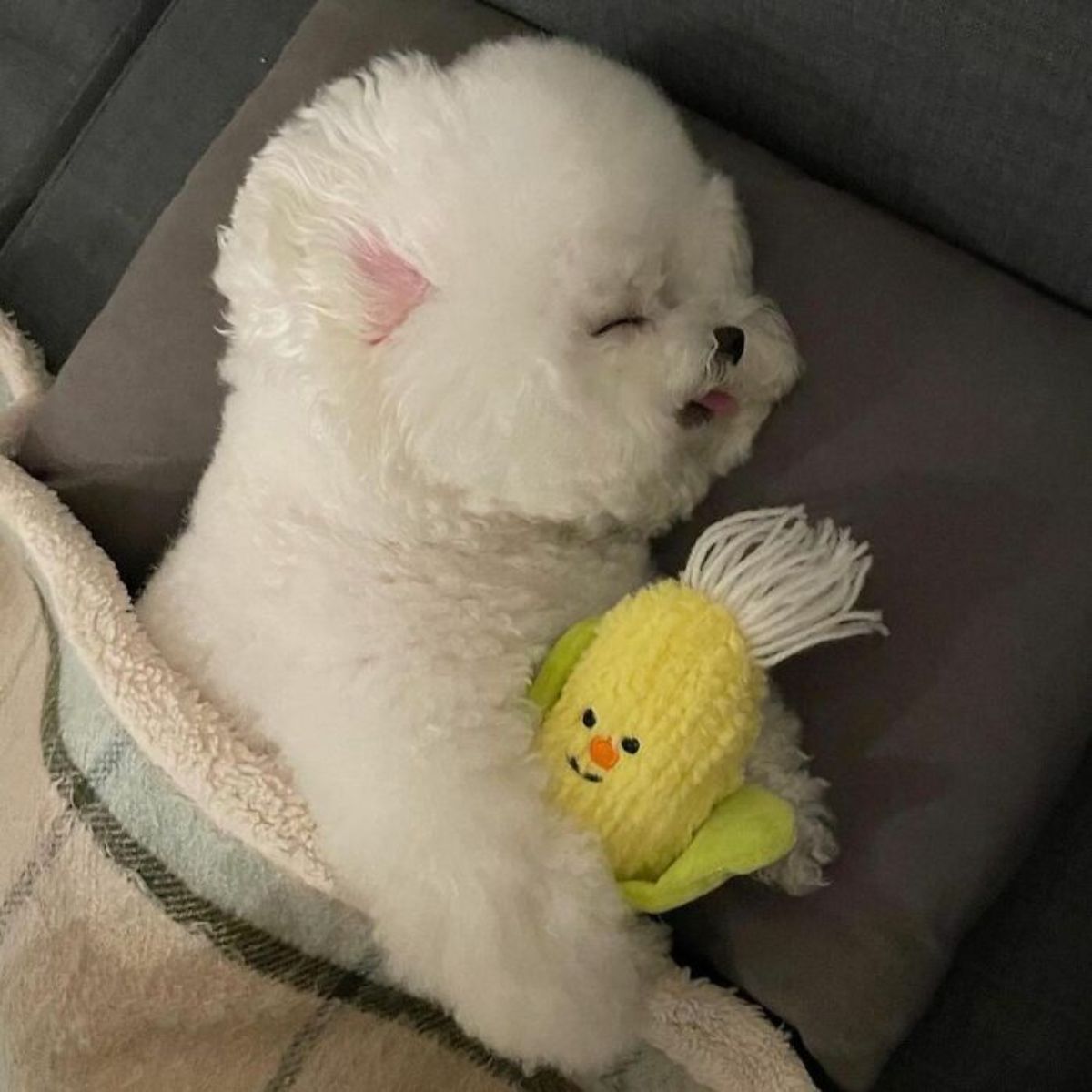 small fluffy white dog sleeping cuddled with a corn stuffed toy under a white and green blanket