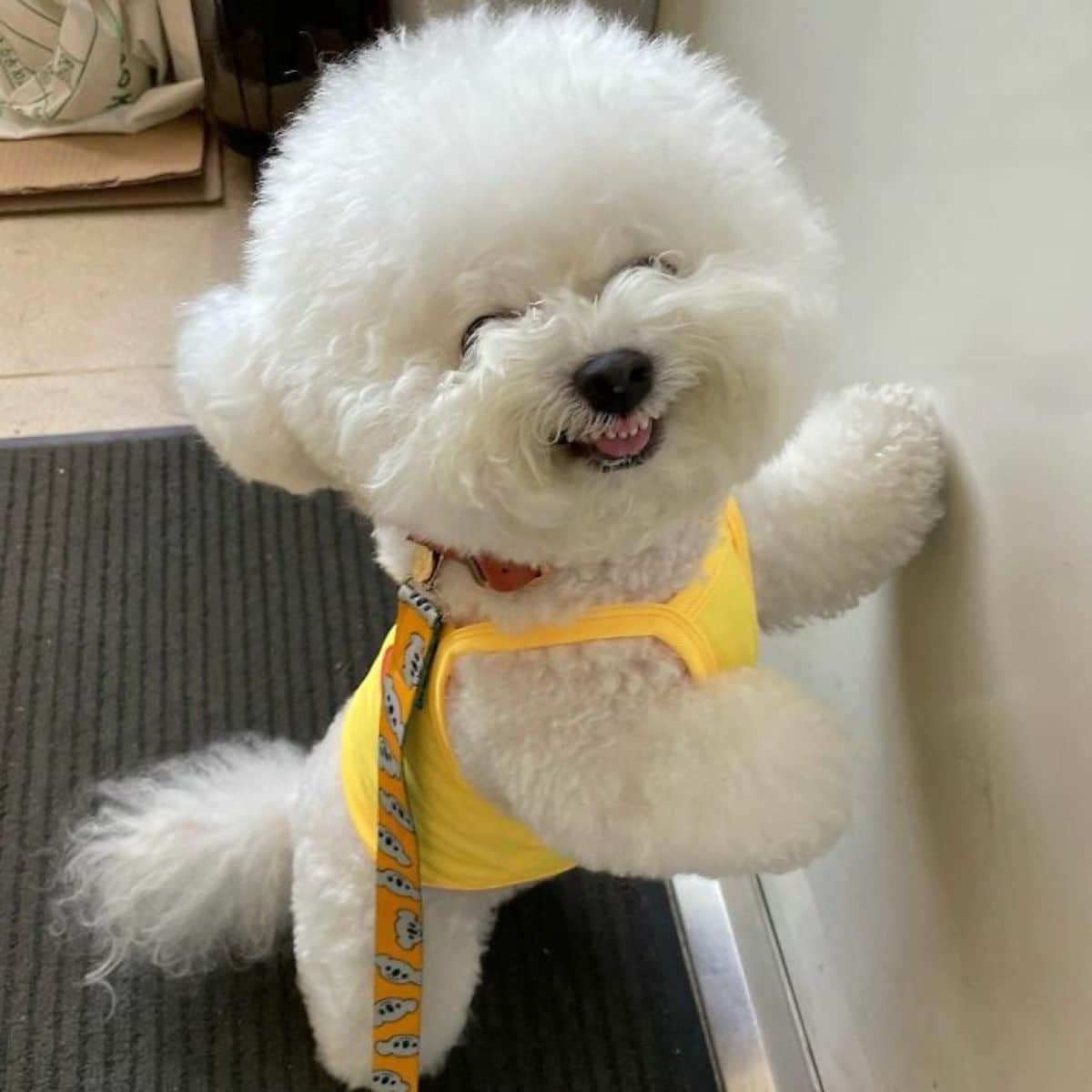 small fluffy white dog growling wearing a yellow shirt standing on hind legs with one front paw on the wall