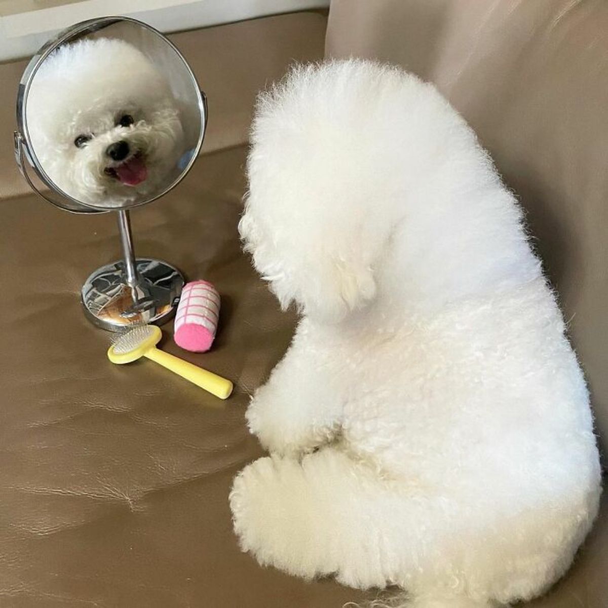 small fluffy white dog sitting on brown sofa looking in a round mirror next to a yellow brush and pink and white toy