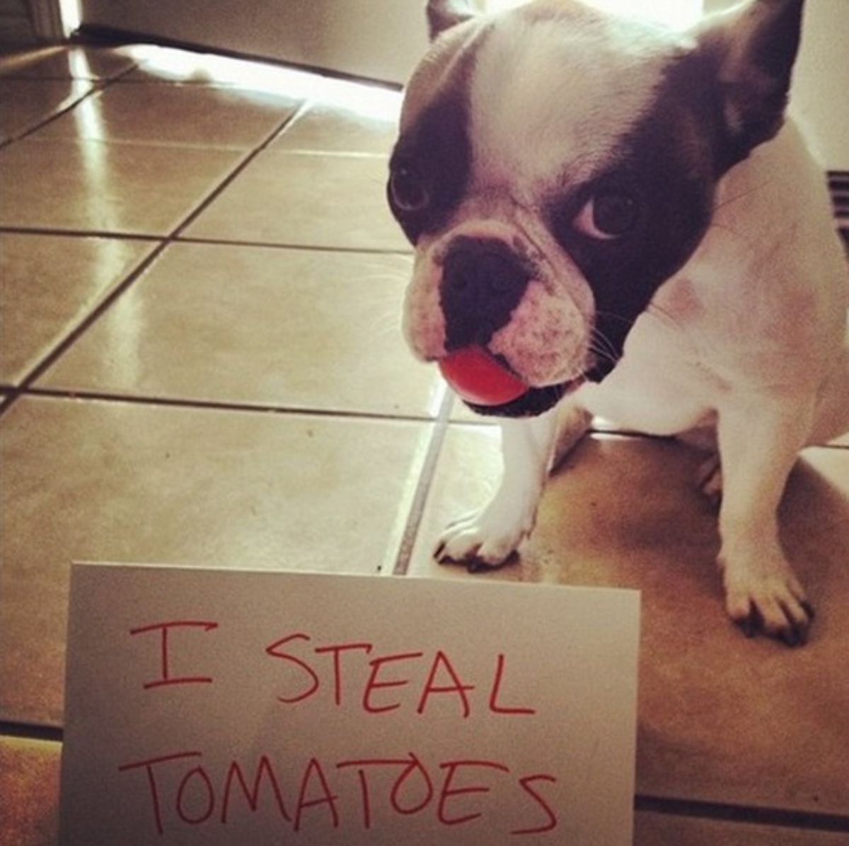 black and white dog sitting on the floor with a note saying "I steal tomatoes"