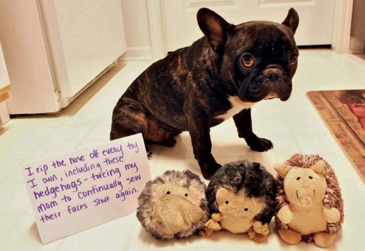 black and white french bulldog sitting on the floor next to 3 toy hedgehogs without noses with a note saying the dog rips off the toys' noses and the humans have to sew it back