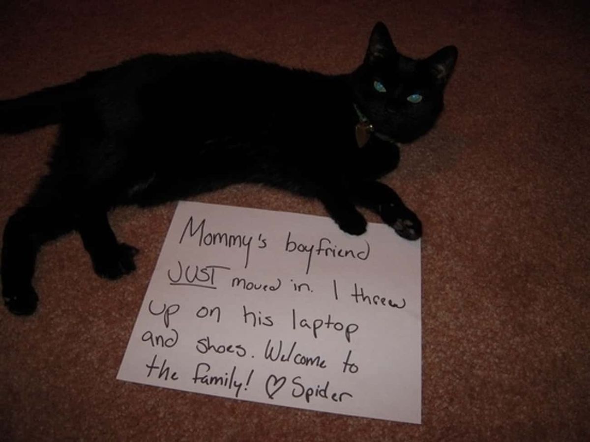 black cat laying on the floor next to a note with a note saying the cat's owner's boyfriend just moved in to their house and the cat threw up on his laptop and shoes