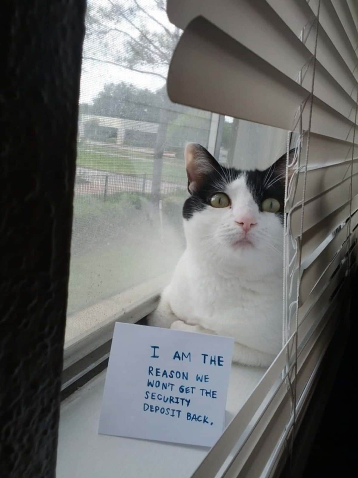 black and white cat laying on a windowsill behind window blinds with a note saying the cat is the reason they won't get their security deposit back