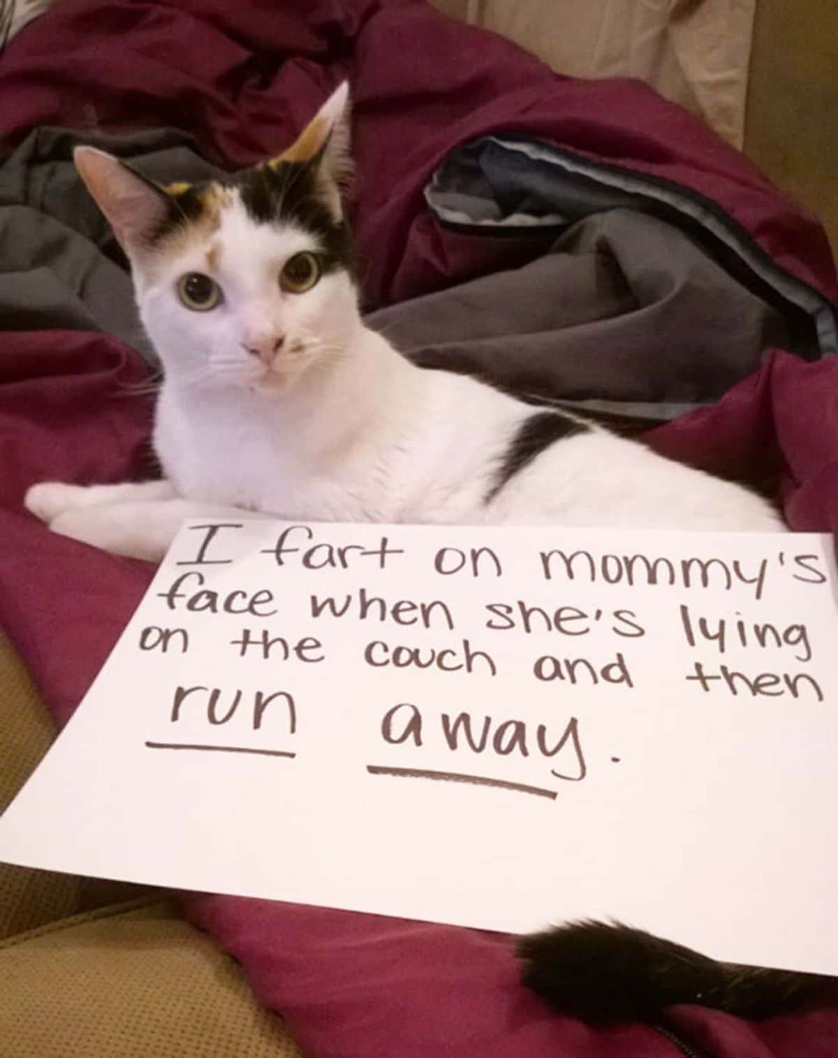 black and white cat laying on a red blanket with a note saying the cat farts in the mom's face when she's lying down and runs away